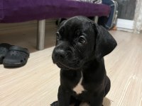 3 aylık cane corsa yeterince süt almış