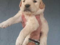 Baby face golden retriever yavrular
