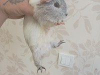 Ginepig bebekler