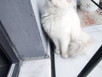 Uysal sevimli british shorthair kedimize yuva arıyoruz