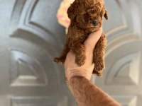 Toy poodle bebekler