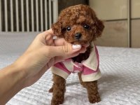 Toy Poodle Cins Köpeğimiz