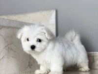 KAR BEYAZ 0 NUMARA MALTESE