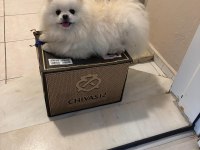 1 Yaşında Pomeranian Boo Sahibini Arıyor