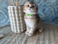 Scottish fold shorthair sıfır kulak erkek yavrular