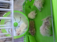 Gonzales Hamsterler Yavru-Erkek-Dişi hepsi mevcut