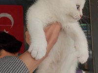 SCOTTİSH VE BRİTİSH YAVRULAR YUVASINI ARIYOR