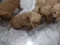 Golden Retriever Köpekler
