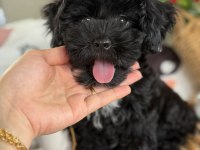Siyah aşkına mükemmel erkek köpeğimiz