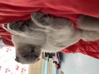 8 aylık aşıları tam mavi gözlü scottish fold erkek