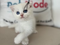 Ankarada ziyarete açık beyaz mavi gözlü scottish fold