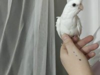 Sultan papağanı albino kırmızı göz
