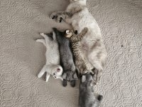 British shorthair ve british longhair kedimiz