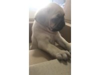 SAFKAN BENLİ PUG YAVRULARI YUVA ARIYOR