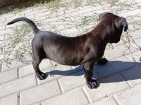 2 aylık acil cane corso
