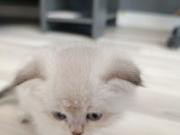 Silver scottish fold blue point silver ingiliz kedisi