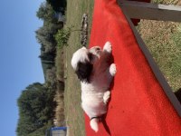 MORKİE KÖPEĞİMİZ