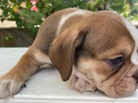 İngiliz bulldog safkan yavrular dişi erkek mevcut