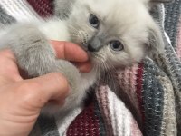 İki aylık iki adet dişi scottish fold yavrular