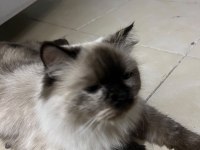 Tuvalet eğitimi var çok uysal british shorthair