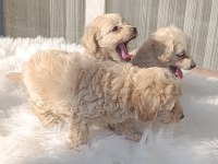 Maltipoo Uygun