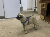 2 yaşında dönemi yakın pug