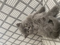 British Shorthair Kedimiz