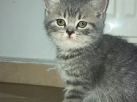 2 Aylık british shorthair dişi kedi