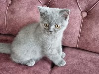 Sahiplendirme british shorthair