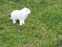 Lop tavşanlar