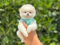 Pomeranian Boo Bebekler