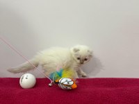 Scottish fold aşılı blue point yavrular