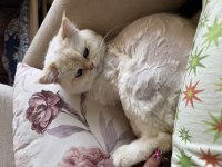 British shorthair kedilerimiz sahiplendirilecektir