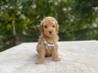 2 aylık maltipoo yavru