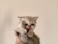 Orjinal chinchilla bebeklerim