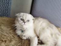 Show Class Scottish Longhair Dişi