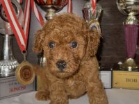 Toy Poodle Bebekleri