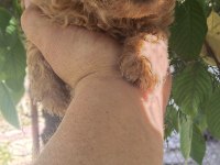 Toy poodle bebekler 45 günlük