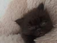 Scottish fold longhair kedi Bir buçuk aylık