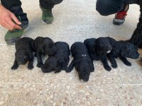 AŞIRI SEVİMLİ SİYAH POODLE BEBEKLERİMİZ