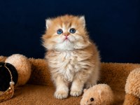 Show kalite British Longhair golden