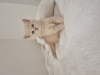 Safkan British Shorthair Golden Renk Yavrular