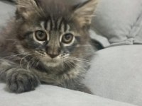 Dev kedi Koca pati Maine coon kediler yuvalarını arıyor
