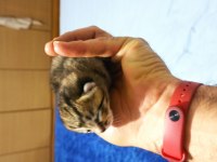 Scottish fold 1.5 aylık