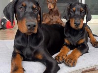 Doberman kapıda ödemeli çiftlik kredi kartı geçer