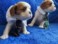 Prenses ve prens safkan cavalier king charles yavrular
