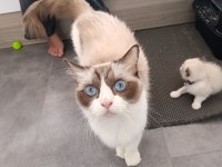 Dünyanın en sakin tatlı sevgi dolu kedisi ragdoll