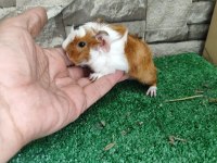 Tatlı Guinea Pig Yavruları İstanbul