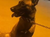 İtaatkar ve hırslı belçika kurdu