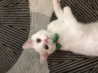 Pamuk aşırı uysal british shorthair